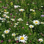 펜션 The Oldmillhouse 모스트라나