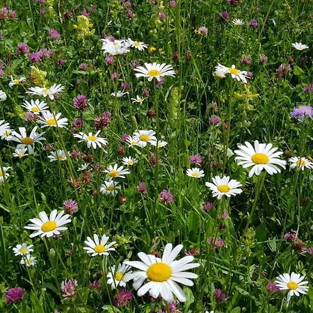 Дом отдыха The Oldmillhouse Мойстрана