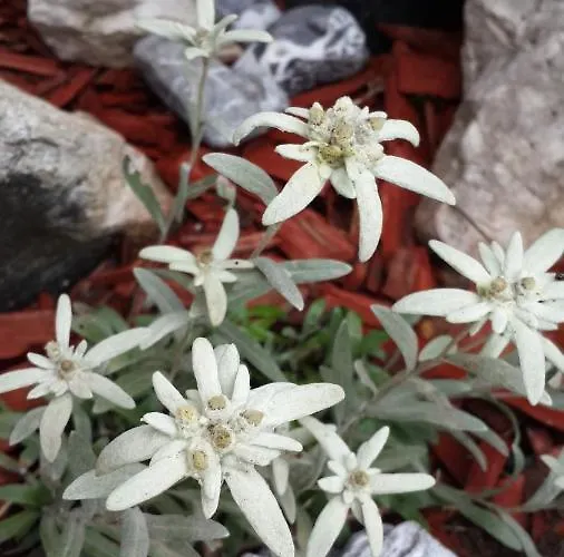 The Oldmillhouse Ferienhaus